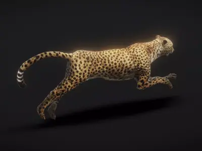 Leopard with skeleton animation Low-poly 3D model