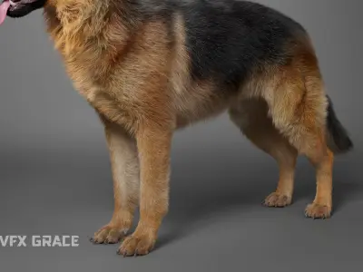 German Shepherd Rig - MAYA 3D model