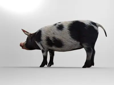 Pig Rigged  Low-poly 3D model