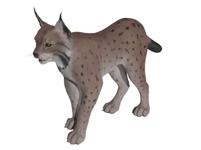Bobcat  Low-poly 3D model
