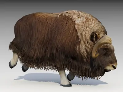 Muskox yak Low-poly 3D model