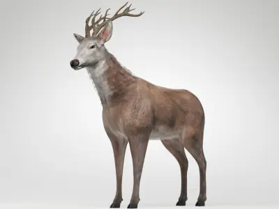 Animated Lowpoly Fur Deer Stag   Low-poly 3D model