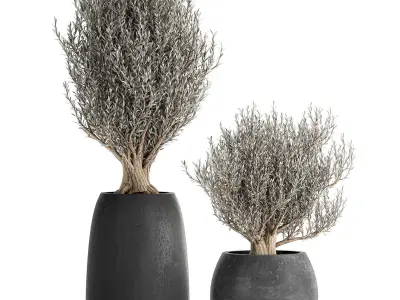 Olive trees in a black flowerpots 809 3D model