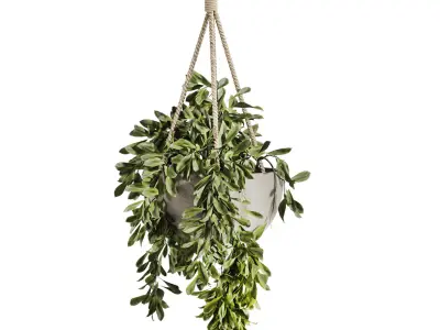 hanging Plants Set 3D model