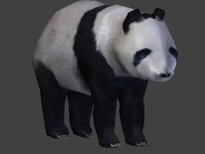 Panda Bear 3D model buy
