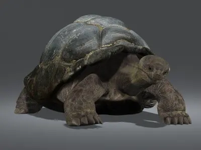 Tortoise ANIMATED 3D model