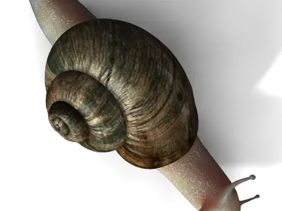 Realistic Snail 3D model