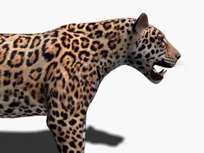 Realistic Jaguar - no fur 3d model 3D model