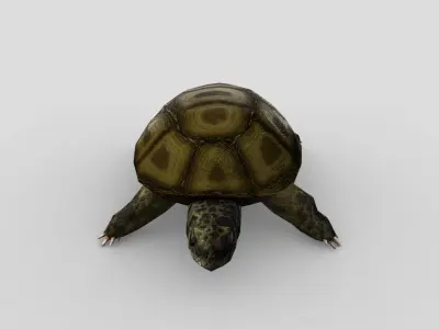 Swamp Turtle Low-poly 3D model
