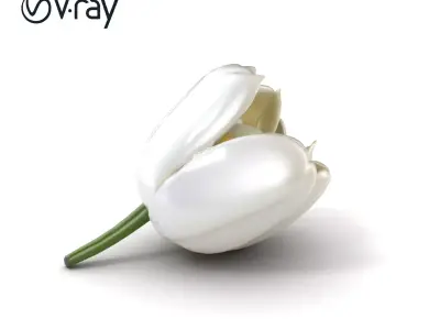 White Tulip Realistic Flower Model Pack Low-poly 3D model
