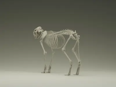 Skeleton Cat Low-poly 3D model