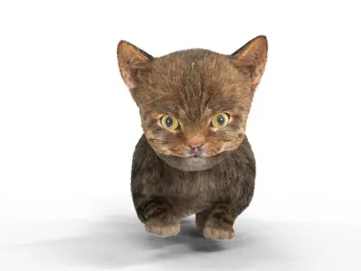 Fur Cute Cat Kitten 01 Animated Low-poly 3D model