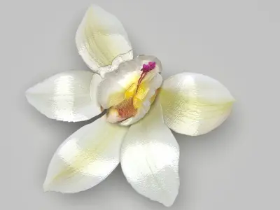 Vanilla Flower 3D model