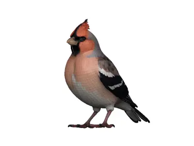 Finch Low-poly 3D model