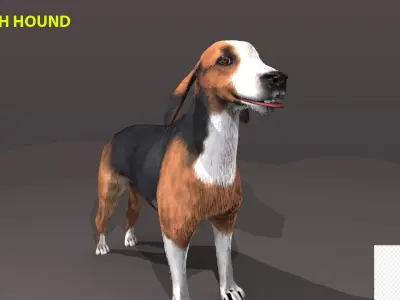FINNISH HOUND 3D model