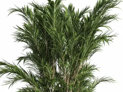 Indoor Plant Set 13 Palm in Plant  3D model