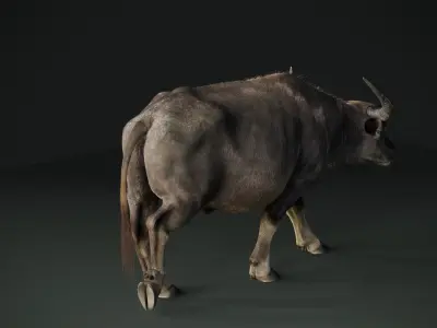 Asian buffalo - Water buffalo Animated 3D model