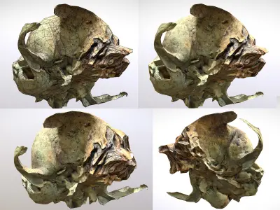 Small photorealistic rodents skull Low-poly 3D model