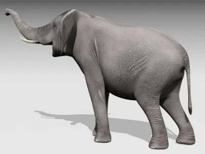 African elephant Low-poly 3D model 5
