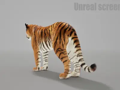 Bengal Tiger Animated UNREAL project  Maya base rig 3D model
