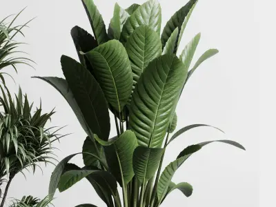 indoor plant plam ficus rubbery monstera concrete vase 3D model