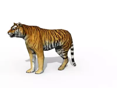 Animated Tiger Low-poly 3D model