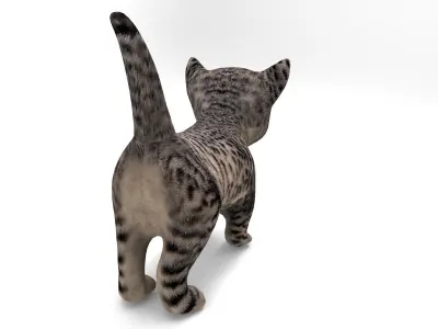 Wild Cute cartoon Cat Rigged Low-poly 3D model