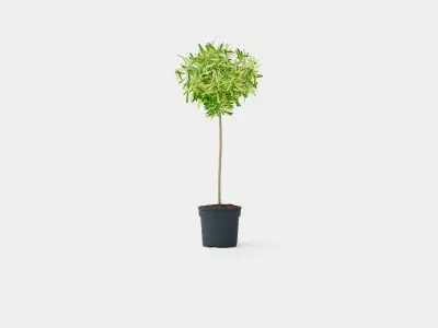 Olea europaea stem Low-poly 3D model