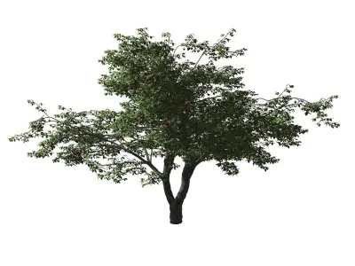 Cherry Tree 3D model