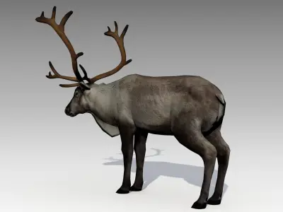Reindeer Animated Low-poly 3D model