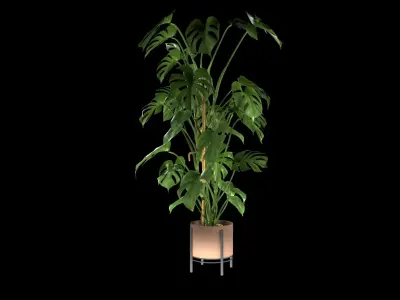 Monstera Plant Realistic 3D model