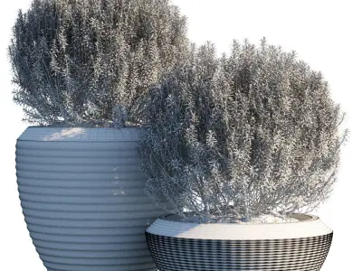 Plant in pots 3 3D model