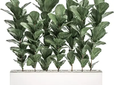 Decorative Ficus tree in a white flowerpot 514 3D model