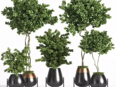 indoor plant olive 01 3D model