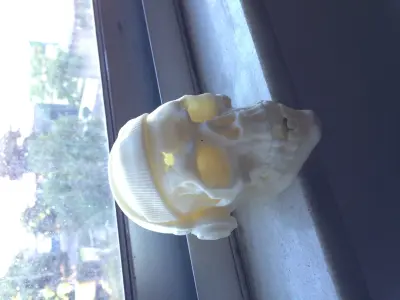 Skull with headphones and headband Free 3D print model