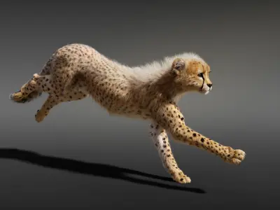 Cheetah Young Animated 3D model