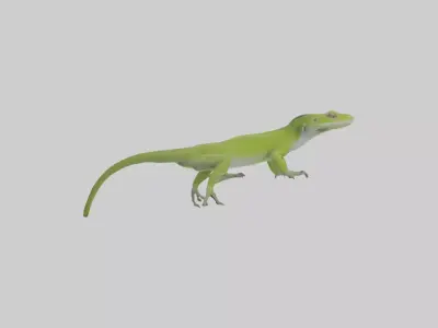 Carolina Anole climbing model Low-poly 3D model