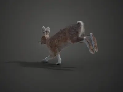 Snowshoe Rabbit Animated VFX Grace 3D model
