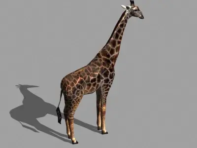 Low poly Savannah pack - 3d model Low-poly 3D model