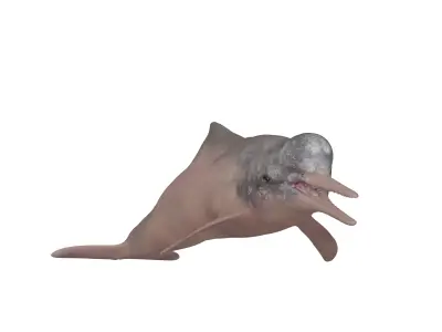 Amazon River Dolphin Low-poly 3D model