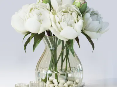 Flowers Peony 3D model