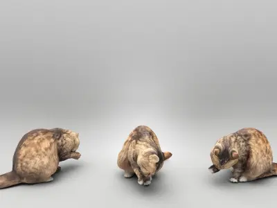 Fluffy cat licking itself 34 Low-poly 3D model