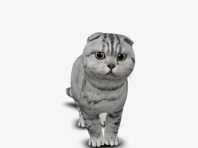 cat kitten Scottish Fold 3D model