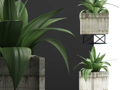 Plants Collection 93 3D model
