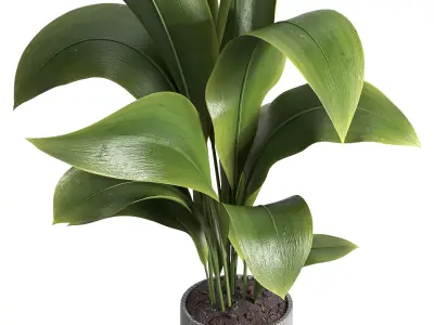 indoor plant 015 3D model