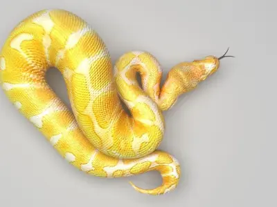 Albino Ball Python Snake 3D model