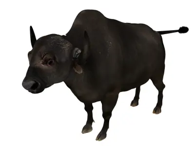 yak 2 bull 3D model