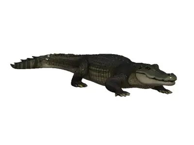 Alligator Low-poly 3D model purchase