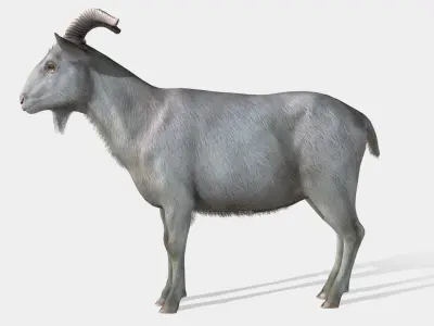 Goat - Male Low-poly 3D model