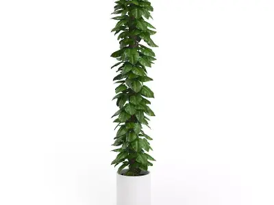 Tall Climbing Plant 3D model